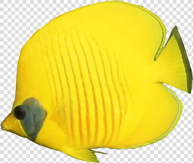Tropical Fish Downloads Banner Black And White Download   Butterfly Fish White Background  HD Png DownloadTransparent PNG