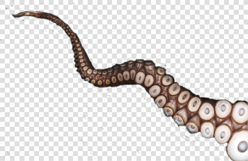  tentacle  octopus  freetoedit   Octopus Tentacles Png  Transparent PngTransparent PNG