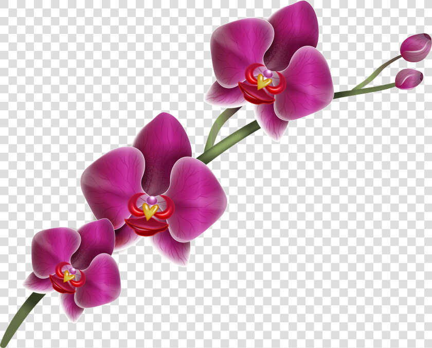 Purple Orchid Clipart Png Image   Purple Orchid Transparent Background  Png DownloadTransparent PNG