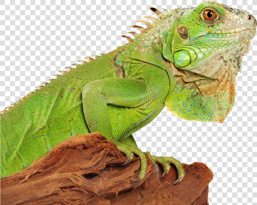 Download Iguana Png Photo   Iguana Png  Transparent PngTransparent PNG
