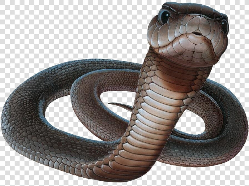 Black Mamba Snake Png Picture   Black Mamba Png  Transparent PngTransparent PNG