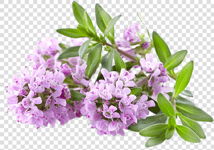 Satureioides Thyme   Thyme Flowers  HD Png DownloadTransparent PNG