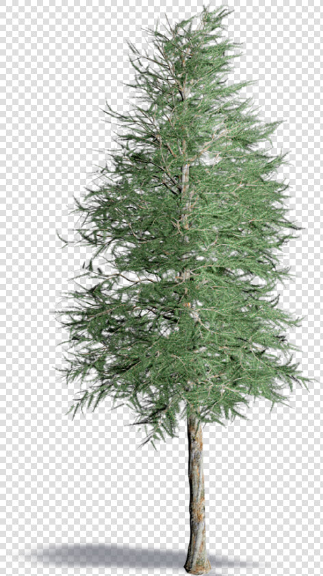 Japanese Larch   Realistic Pine Tree Png  Transparent PngTransparent PNG