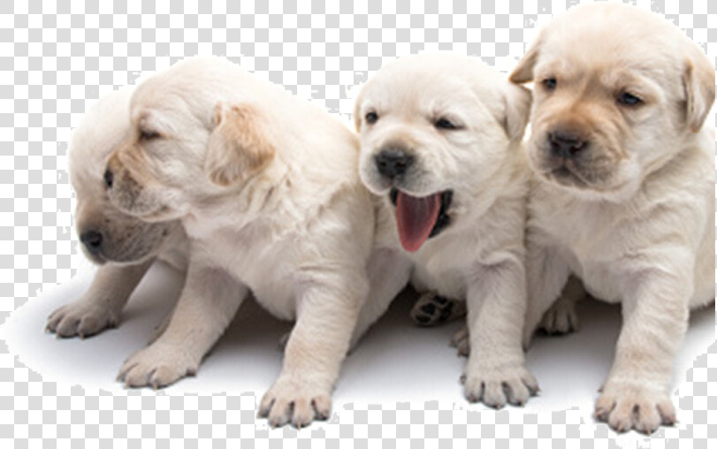 Dog Yawns  HD Png DownloadTransparent PNG
