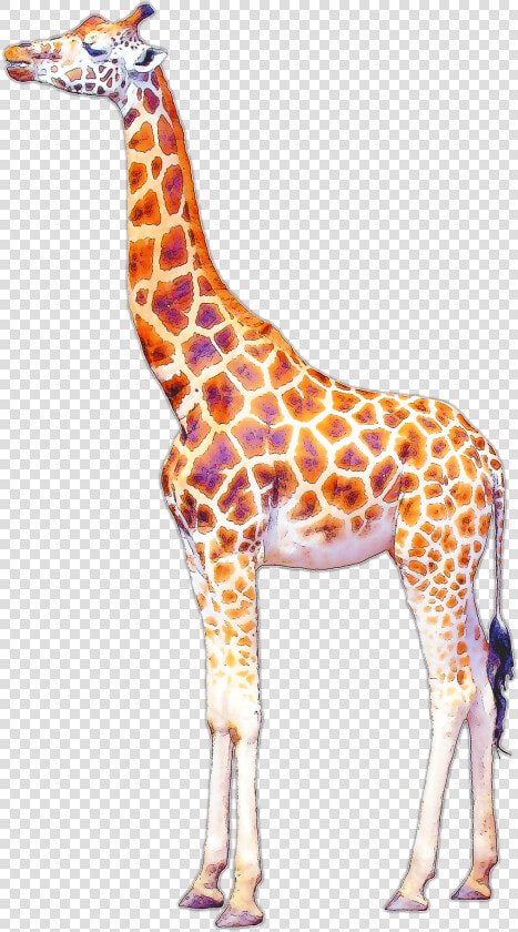 Giraffe Drawing Art   Giraffe Illustration Png  Transparent PngTransparent PNG