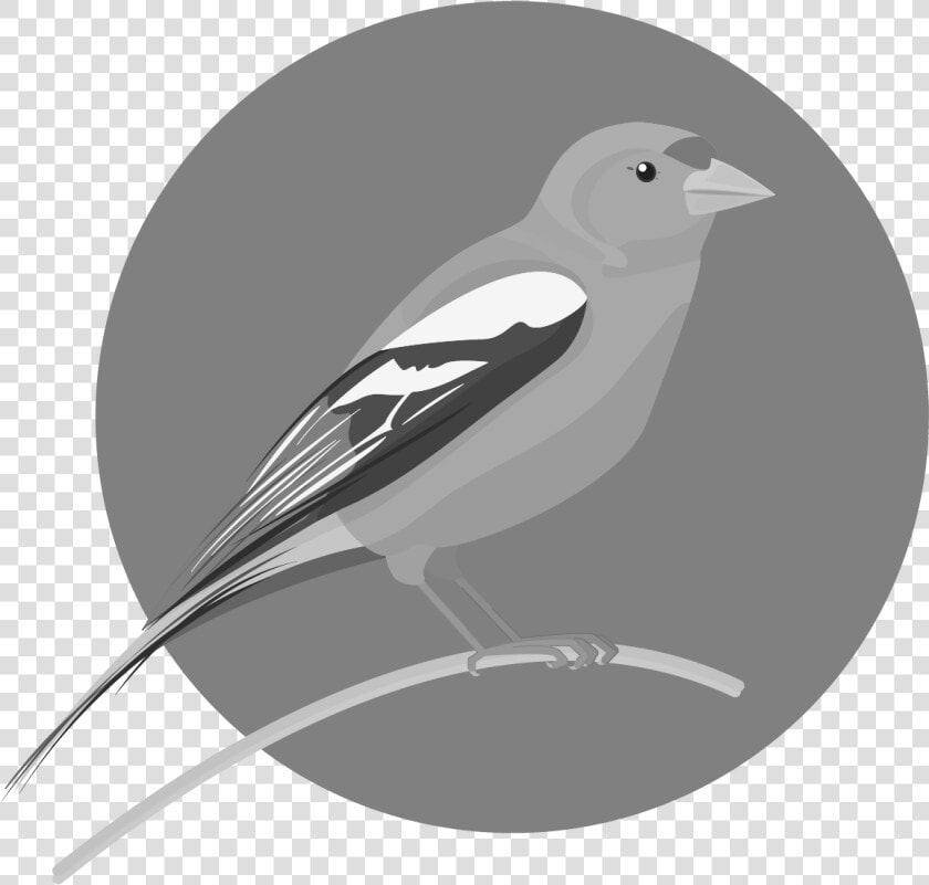 Loggerhead Shrike  HD Png DownloadTransparent PNG