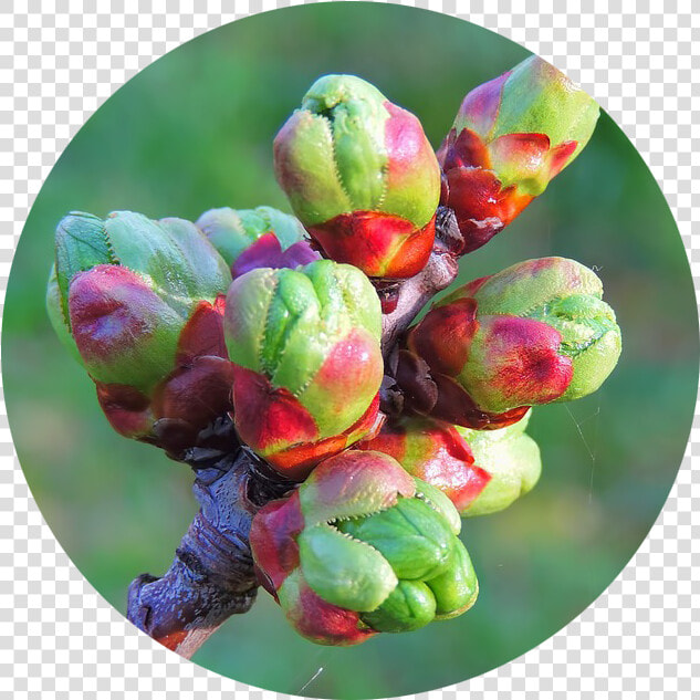 Exploring Buds In Winter   Bud  HD Png DownloadTransparent PNG