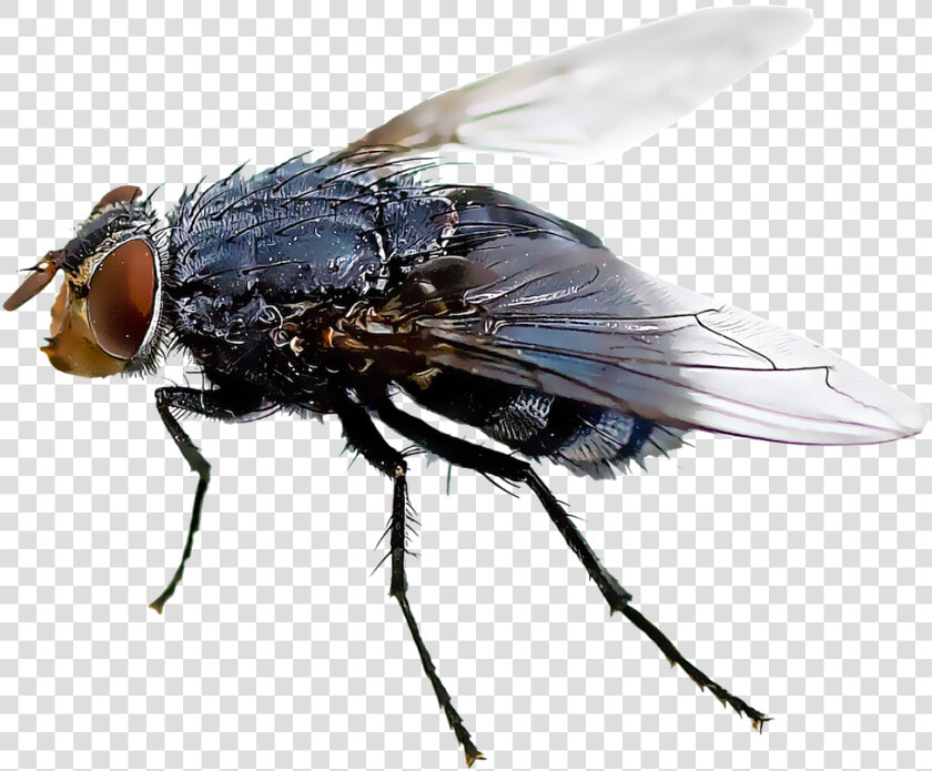 Black Fly Insect Mosquito Housefly   House Fly Flies Transparent Background  HD Png DownloadTransparent PNG