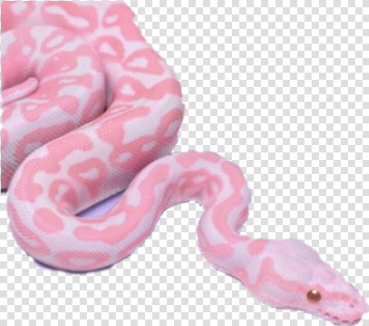  snake  vaporwave  aesthetic  aestheticvaporwave   Snakes In Pink Colour  HD Png DownloadTransparent PNG