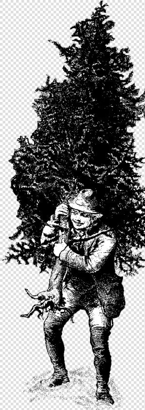 Christmas Tree Care And Safety Tips   Illustration  HD Png DownloadTransparent PNG