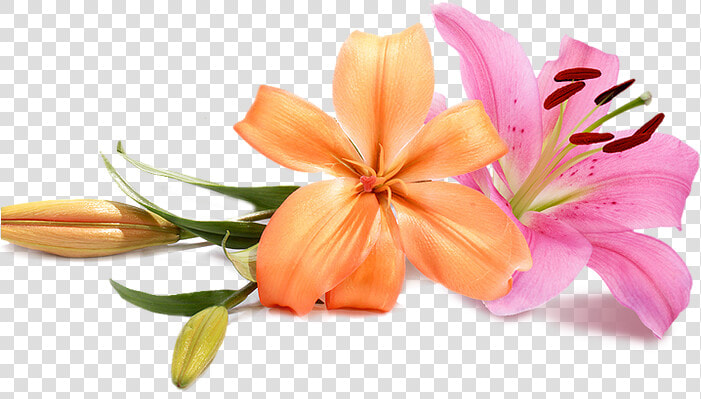 Flowers Wedding Background Transparent   Wedding Png Flowers Hd  Png DownloadTransparent PNG