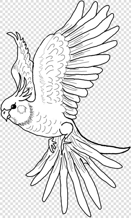 Color Pages Cockatiel  HD Png DownloadTransparent PNG