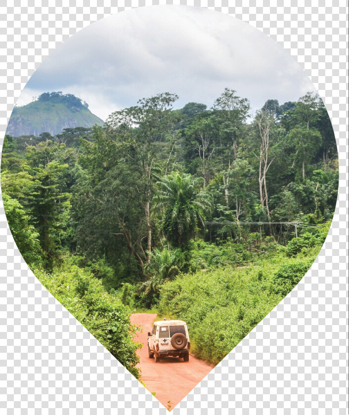 Attalea Speciosa  HD Png DownloadTransparent PNG