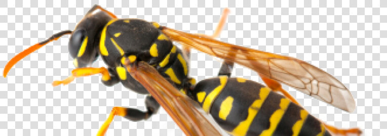 Hornet  HD Png DownloadTransparent PNG