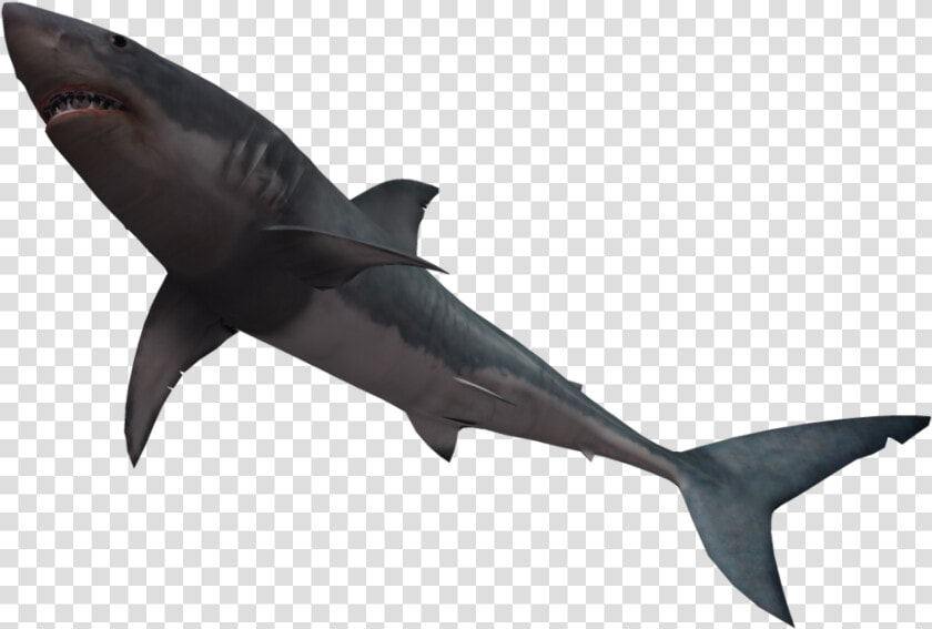 Bull Shark Great White Shark Clip Art   Shark Jumping No Background  HD Png DownloadTransparent PNG