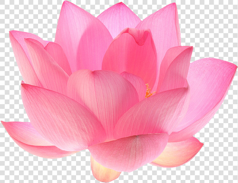 Flowers  Lotus  And Nature Image   Pink Lotus Flower White Background  HD Png DownloadTransparent PNG