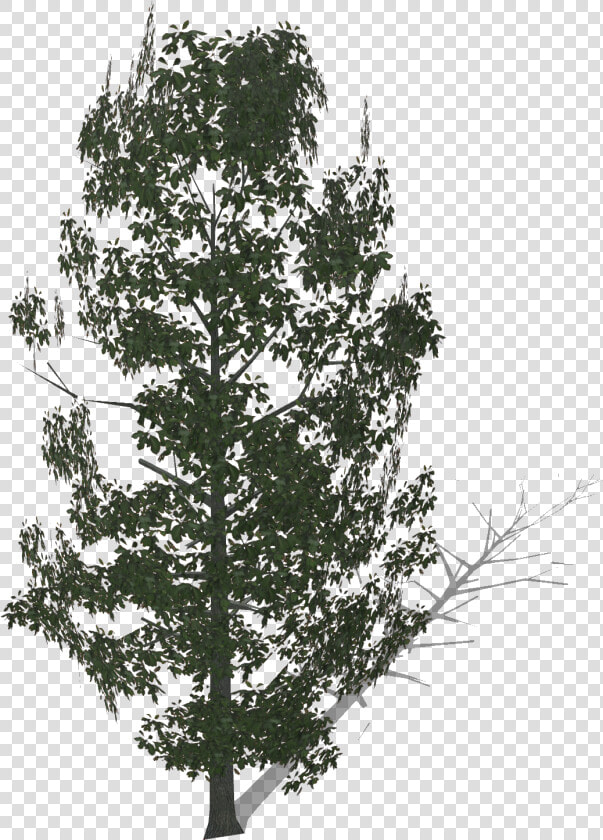 Pond Pine  HD Png DownloadTransparent PNG