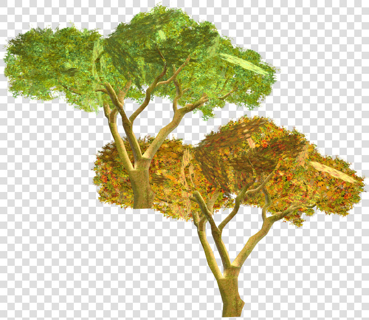 Download Zip Archive   Swamp Maple  HD Png DownloadTransparent PNG