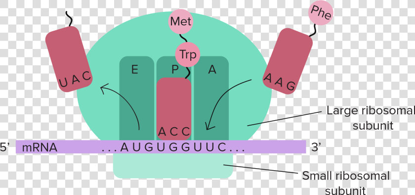 Translation Diagram Labeled  HD Png DownloadTransparent PNG
