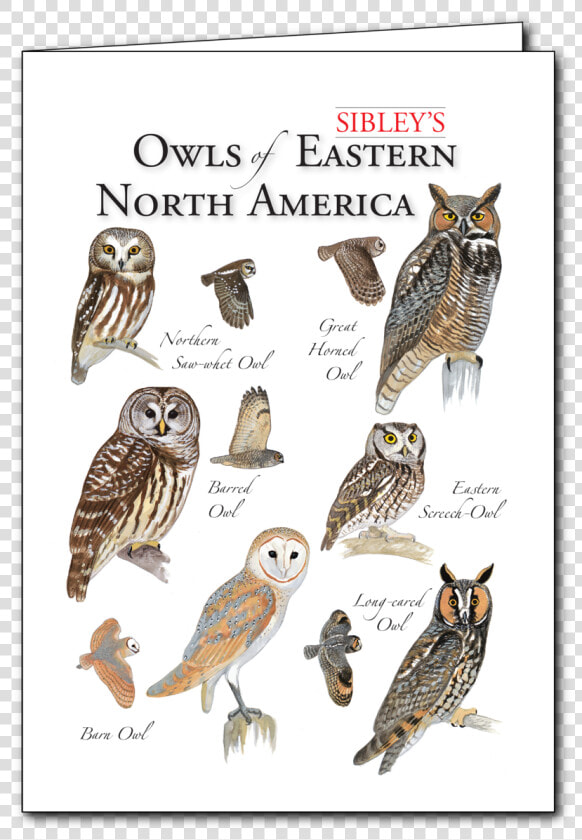 Transparent Great Horned Owl Png   Great Horned Owl  Png DownloadTransparent PNG