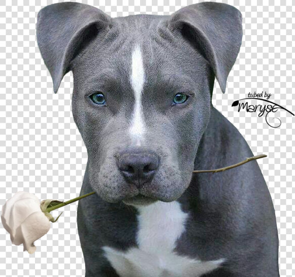 Pitbulls  Pit Bulls  Pitbull  Pitbull Terrier  Pit   Blue Nose Pitbull Cute  HD Png DownloadTransparent PNG