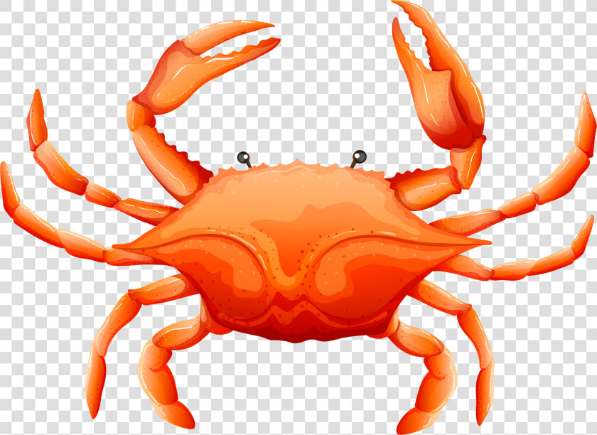Sea Life Pinterest Album  HD Png DownloadTransparent PNG