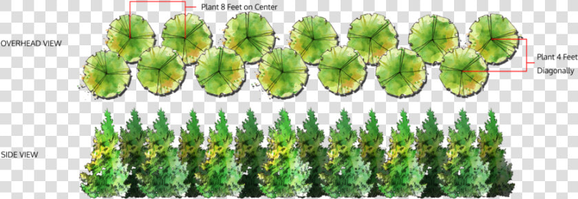 Thuja Green Giant Double Row  HD Png DownloadTransparent PNG