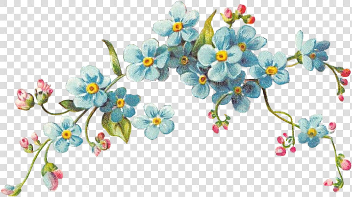 Viola  HD Png DownloadTransparent PNG