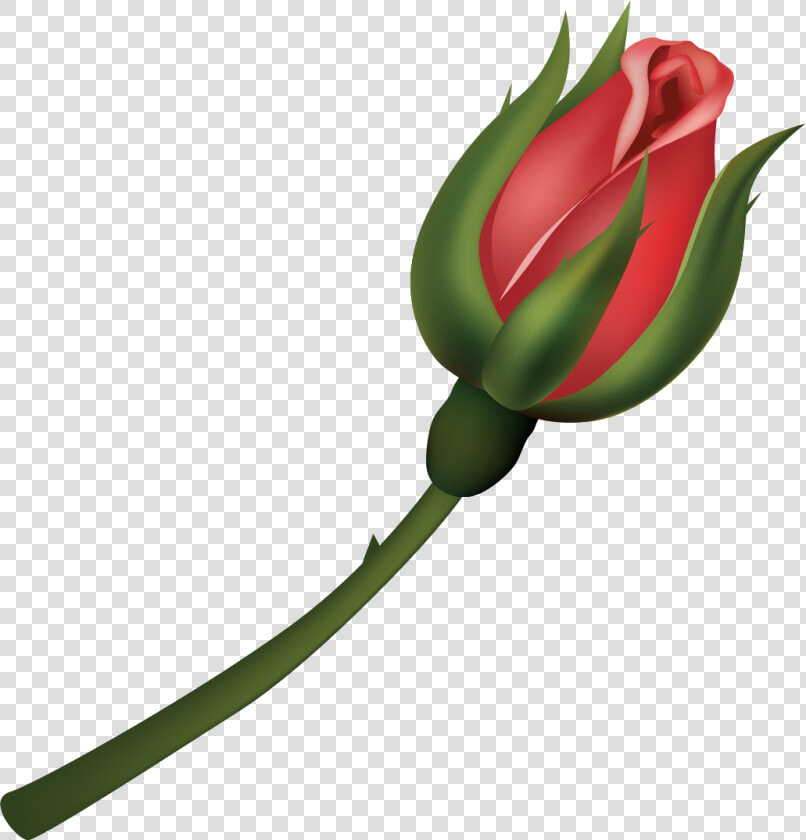 Floribunda  HD Png DownloadTransparent PNG