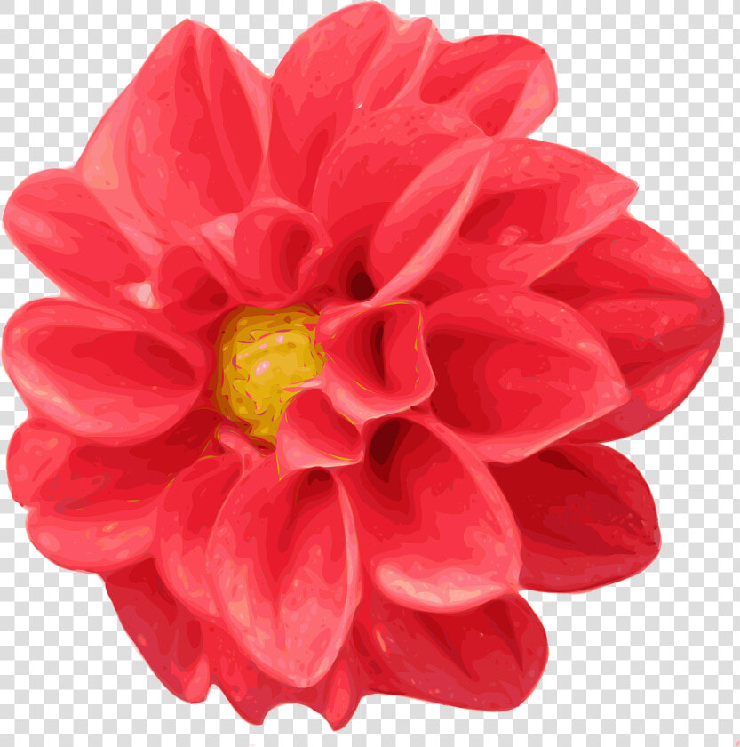 Bunga Dahlia Clipart  HD Png DownloadTransparent PNG