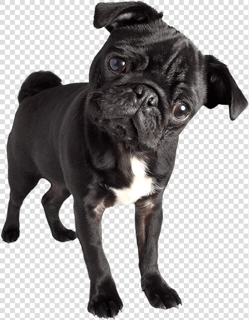 Black Pug Png   Black Pug Images Png  Transparent PngTransparent PNG