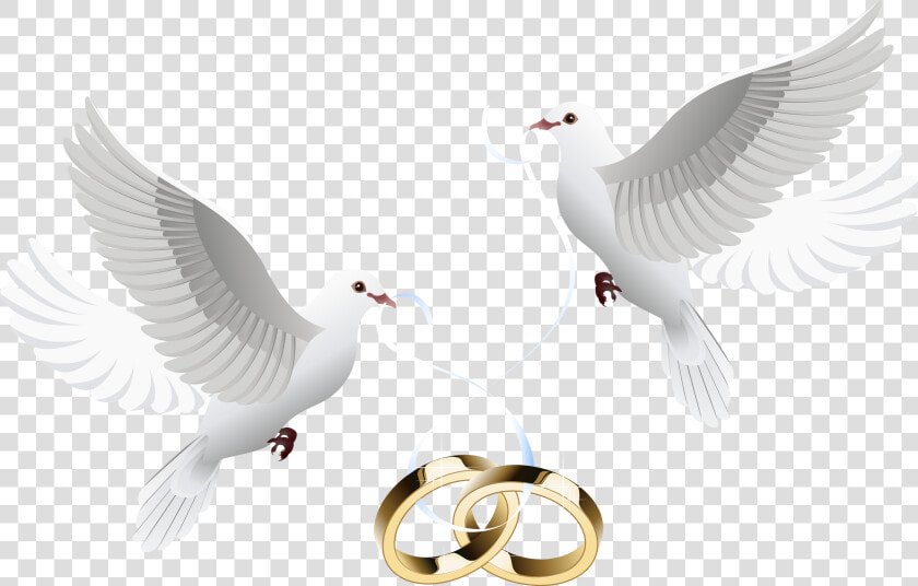 Doves Clipart Wedding Invitation   Wedding Doves With Rings Png  Transparent PngTransparent PNG