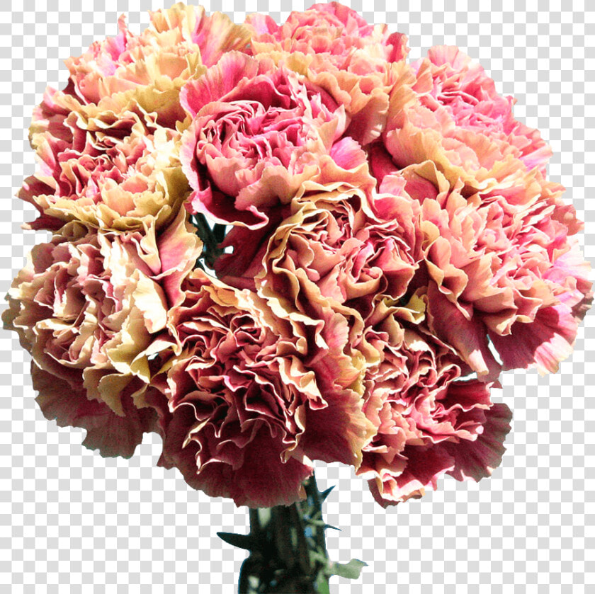 Carnations For Sale Cream With Pink Flowers Free Delivery   Bouquet  HD Png DownloadTransparent PNG