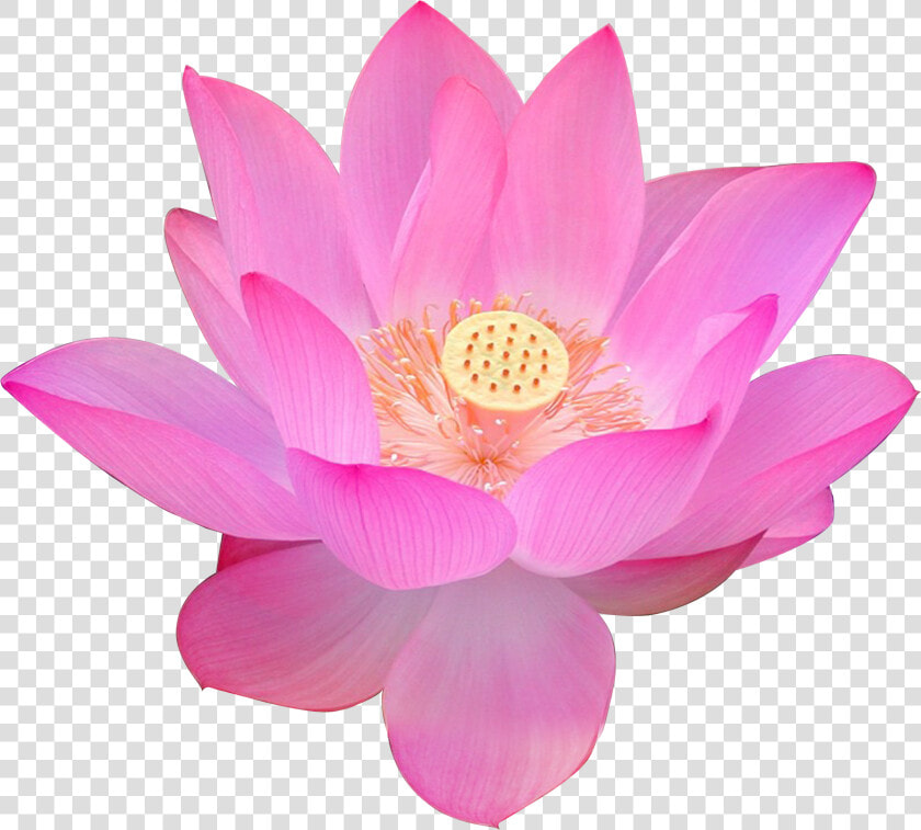 Nelumbo Nucifera Volga Delta Egyptian Lotus Flower   Free Png Transparent Background Png Lotus Flower  Png DownloadTransparent PNG