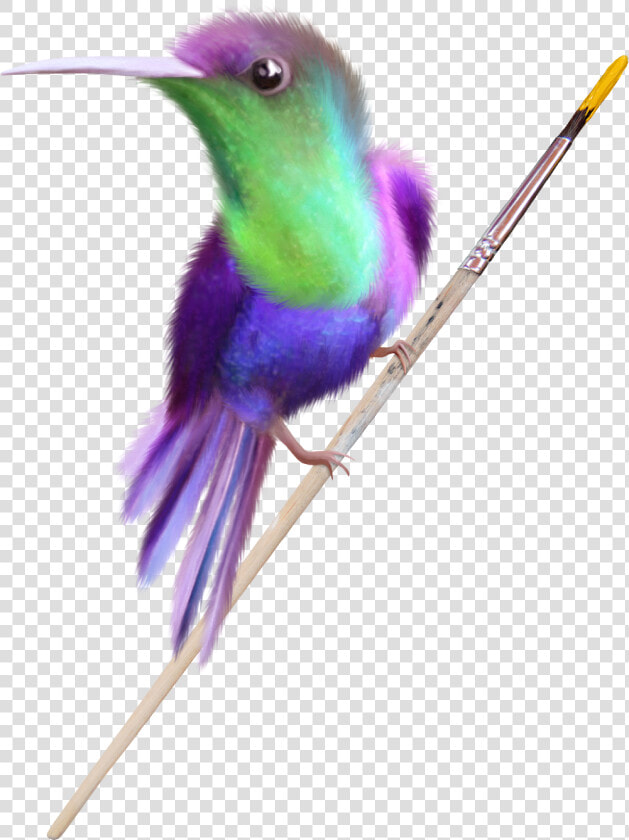 Humming Bird Png  Transparent PngTransparent PNG