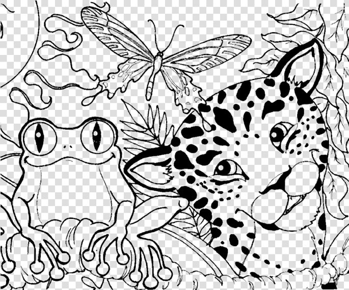 Tropical Rainforest Coloring Pages  HD Png DownloadTransparent PNG