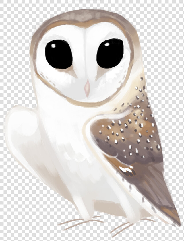 Eastern Barn Owl Tyto Delicatula   Barn Owl  HD Png DownloadTransparent PNG