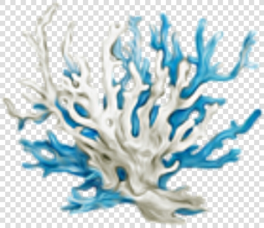 Sea Coral Png   Png Download   Coral Png  Transparent PngTransparent PNG