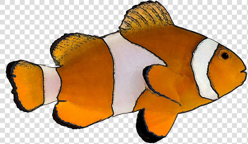 Transparent Fishes Png   Transparent Background Tropical Fish Clipart  Png DownloadTransparent PNG
