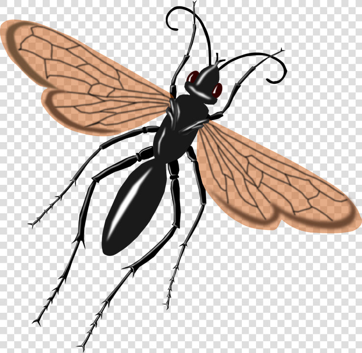 Hawk  Say  Tarantula  Thomas  Wasp   Tarantula Hawk Wasp Drawing  HD Png DownloadTransparent PNG