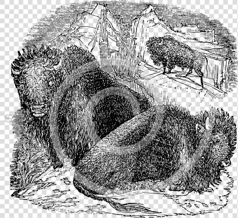 Vintage Buffalo Bison Skull Illustration   1800s Bison Drawing  HD Png DownloadTransparent PNG
