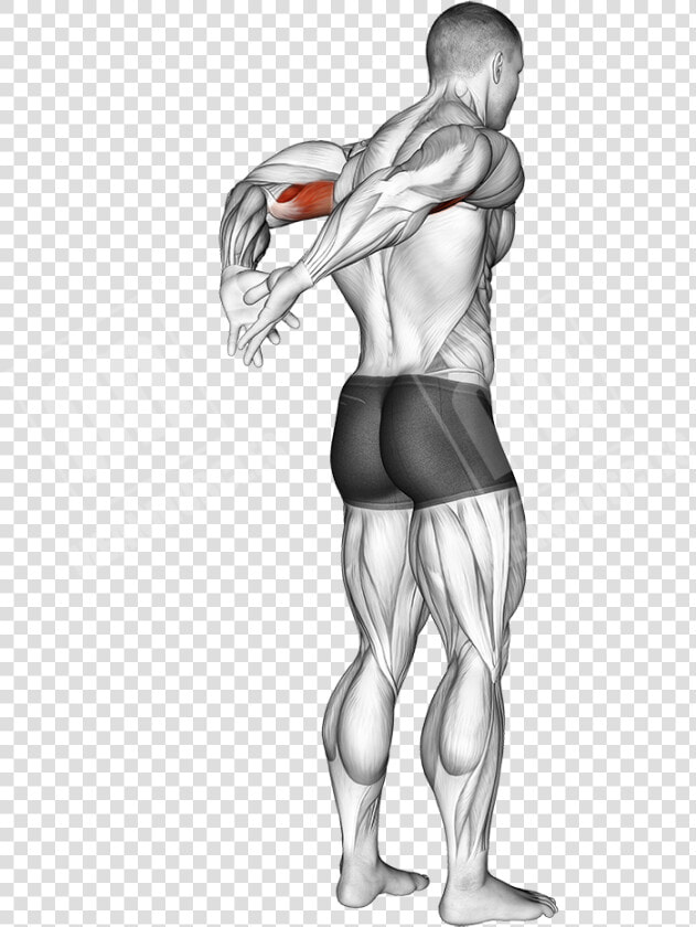 Behind The Back Bicep Stretch   Tirage Menton Haltere  HD Png DownloadTransparent PNG