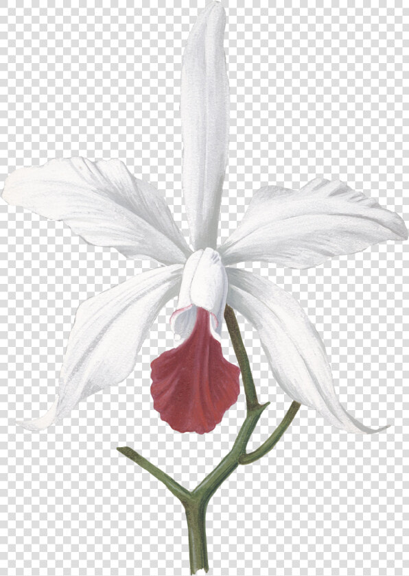 Transparent White Orchids Png   Devilwood Flower Drawing  Png DownloadTransparent PNG