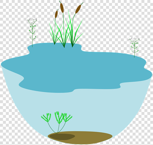 Lake  Ecosystem  Ecosystems Water Water  HD Png DownloadTransparent PNG