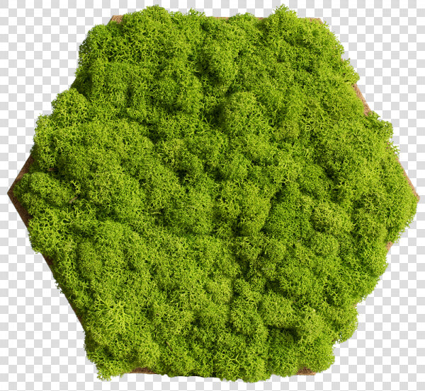 Cork Hexagon With Greening Reindeer Moss  Pack Of   Moss Hexagon  HD Png DownloadTransparent PNG