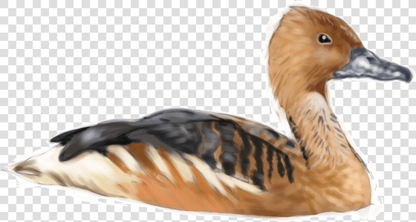 Fulvous Whistling Duck Png  Transparent PngTransparent PNG