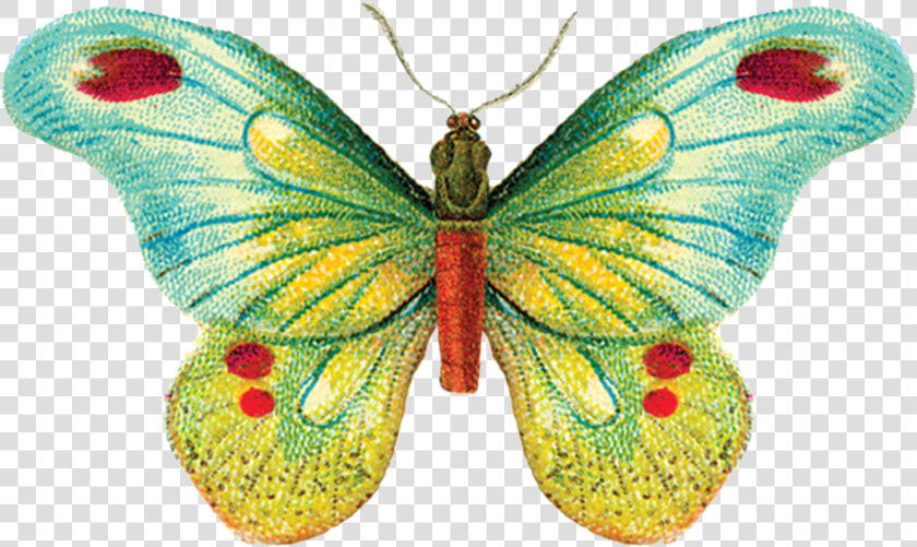 Tattly  HD Png DownloadTransparent PNG