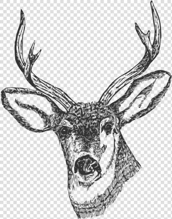 Free Clip Art Black And White Deer   Sketsa Gambar Kepala Rusa  HD Png DownloadTransparent PNG