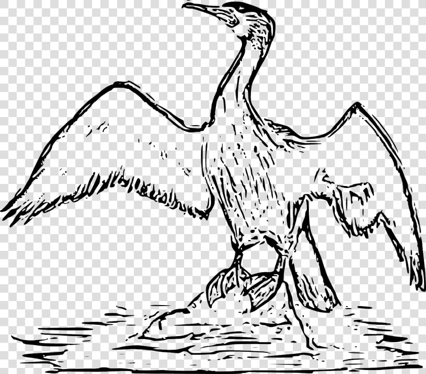 Cormorant Bird Drawing  HD Png DownloadTransparent PNG
