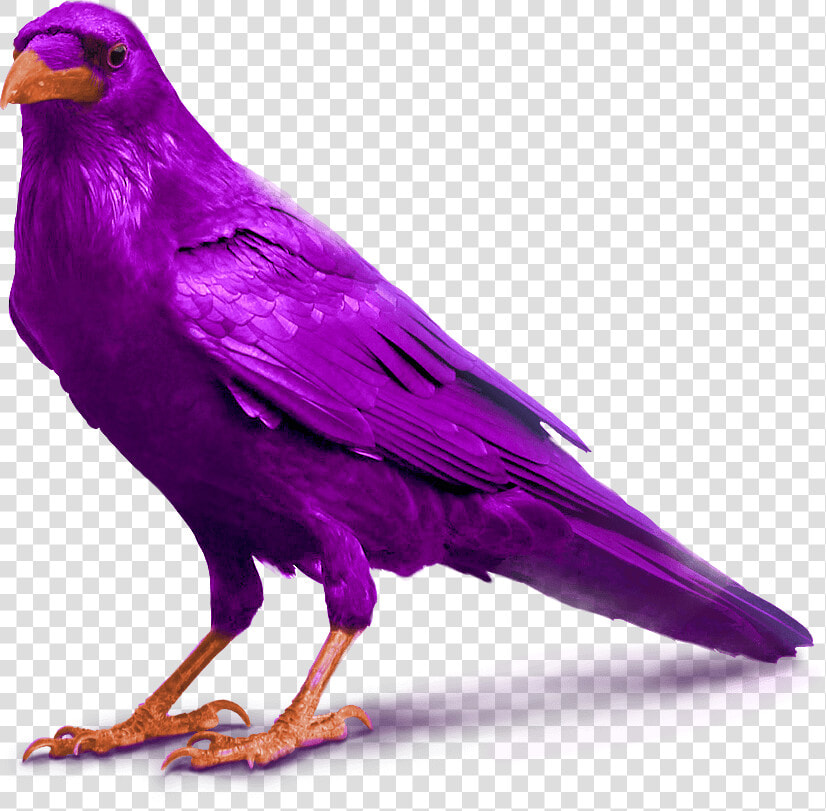Purple Raven Bird Image Standing For Slider   Transparent Background Crow Png  Png DownloadTransparent PNG